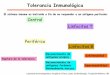 Tipos de transplantes - DTU Bioinformatics · Central Periférica Linfocitos T ... Emigran del timo linfocitos T SP autorestrictos y autotolerantes Linfocito T CD8+ Linfocito T CD4+
