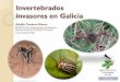 Invertebrados invasores en Galicia - CEIDA · Invertebrados invasores en Galicia Adolfo Cordero Rivera ECOEVO Lab., Departamento de Ecoloxía e Bioloxía Animal, E.U. Enxeñaría
