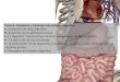 Tema 3.-Anatomía y fisiología del sistema digestivo A ... · Tema 3.-Anatomía y fisiología del sistema digestivo A.-Anatomía del tubo digestivo B.-Anatomía de las glándulas