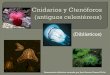 Cnidarios y Ctenóforos (antiguos celentéreos)japt.es/animalia/Cnidarios y Ctenoforos.pdf · Muchas con alternancia de generaciones pólipo-medusa En ocasiones los medusoides fijados