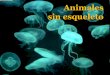 Animales sin esqueleto - aloxamento de páxinas webcentros.edu.xunta.es/iesdocastro/wp-content/uploads/2017/06/1... · Puede tener dos formas: pólipo (fija a las rocas) y medusa
