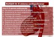BLOQUE III: El sistema cardiopulmonarbiologiaygeologia.weebly.com/uploads/9/1/0/5/9105909/tema_6... · BLOQUE III: El sistema cardiopulmonar Tema 6. El aparato cardiovascular A.-Estructura