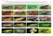 WEB VERSION ANFIBIOS y REPTILES de la CENTRO …fieldguides.fieldmuseum.org/sites/default/files/rapid-color-guides... · ANFIBIOS y REPTILES de la CENTRO-AMAZONIA de ECUADOR: Los