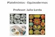Platelmintos - Equinodermos Profesor: Julio Lorda · Platelmintos - Equinodermos Clase 1 . ... Reino: Animalia División: Chordata Clase: Mammalia Orden: Primates ... No Slide Title
