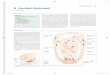 251 8 Cavidad Peritonealmedia.axon.es/pdf/74734_3.pdf · Fig. 8.2 Delimitación y correlación de los recesos lon-Fig. 8.1 Reflexiones peritoneales y los recesos que producen 