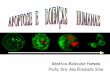 Genética Molecular Humana Profa. Dra. Ana Elizabete Silva · do citosol p/ membrana mitocondrial liberação do citocromo c formação do apoptossomo clivagem da procaspase-9 caspase-9