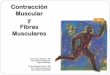 José Carlos Giraldo T. MD - Academia UTPacademia.utp.edu.co/.../CONTRACCION-MUSCULAR-Y-FIBRAS-MUSCULARES.pdf · Existencia de varios tipos de células o fibras musculares 2. Características