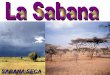 SABANA SECA - juntadeandalucia.es · SABANAS DE LA ZONA INTERTROPICAL Las sabanas propiamente dichas, son biomas generalmente situados en latitudes intertropicales y raras veces subtropicales