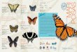 Xochiquetzali Simbología - Monarch Butterfly Fund · de la mariposa monarca, viven una gran cantidad de especies de plantas y animales. La guía que tienes en tus manos busca mostrarte