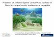Praderas de la fanerógama Cymodocea nodosa en Canarias ...acceda.ulpgc.es/bitstream/10553/9360/2/0674217_00000_0000.pdf · Praderas de la fanerógama Cymodocea nodosa en Canarias: