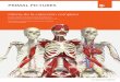 Oferta de la colección completa - anatomy.tv · le da vida al tema y proporciona contexto relevante para una mejor aplicación. ... ATLAS DE LA ANATOMÍA HUMANA EN 3D DE PRIMAL Se