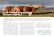 Les races catalanes de cavalls - agrocultura.org · cavall pura raça espanyol. Cada primavera neixen als Pirineus catalans entre 3.000 i 4.000 poltres de la raça pirinenca ca-talana