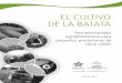 EL CULTIVO DE LA BATATA - sac.org.co Batata.pdf · El cultivo de la batata Una oportunidad agroalimentaria para pequeños productores de clima cálido 6 Introducción En nuestros