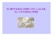 El METABOLISME CEL·LULAR. EL CATABOLISME1.2.-Tipus de metabolisme • Per créixer i desenvolupar-se, tots els éssers vius necessiten incorporar matèria, requerint tot tipus d’àtoms