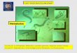 Presentación de PowerPoint - USC · LOS “PSEUDOCELOMADOS” ... Las especies del género Mermis carecen de ano, son parásitos de invertebrados Célula del Intestino FARINGE FARINGEAS
