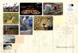 Presentación · 2012-01-13 · king de países más ricos en recursos natura-les (Informe Planeta Vivo 2010, WWF). ... Más de 16.000 ejemplares de la revista Vida ... Memorias 2010
