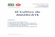 El Cultivo de AGUACATE 2 - westanalitica.com.mxwestanalitica.com.mx/wp-content/uploads/2018/05/El-Cultivo-de... · osmótica, perjudica a las raíces del aguacatero que son muy sensibles