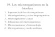 19. Los microorganismos en la biosfera · biosfera 1. Importancia de los microorganismos 2. Microorganismos y ciclos biogeoquímicos 3. Microorganismos y salud ... Organismos patógenos