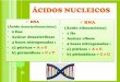 ÁCIDOS NUCLEICOS · (hialopasma ou citosol) • É constituído por ... • Ribossomos: síntese de proteínas. ... armazenamento de água
