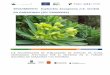 SEGUIMIENTO Euphorbia bourgeana (=E. lambii)lifegarajonayvive.com/images/PDF-documentacion/Euphorbia-bourgeana... · consideradas, en cualquier caso, al menos como ESU (Unidad Significativa