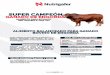 Presentación de PowerPointnutrigafer.com/wp-content/uploads/2018/03/CGE-GANADO-ENGORDA-FT.pdf · vitamina E, cobalto, hierro, yodo, manganeso, zinc, selenito de sodio, cobre, azufre
