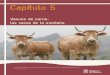 Vacuno de carne: las vacas de la montaña - intiasa.es · paldas. Su importancia actual viene determinada por varios aspectos, entre los cuales se encuentra el eco-nómico, aunque