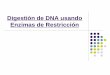 Digestión de DNA usando Enzimas de Restricción · micropipeta dentro de fosa, sin tocar el gel 