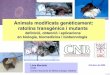 Animals modificats genèticament: ratolins transgènics i ...montoliu/Montoliu_SCB57_transgenics.pdf · De la fase de preimplantació ... CH3 CH3 CH3 CH3CH 3 CH3 CH3 EFECTES DE POSICIÓ