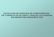 Presentación de PowerPoint - FBMC · Streptomyces scabies , con cadenas de esporas dispuestas en forma helicoidal, produce melaninas, pH óptimo entre 5.2 y 7. En Argentina fue reportada