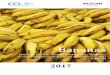 Bananas - camaralima.org.pe · para niños y deportistas. Obesos y personas ansiosas la deben consumir no madura, ya que de esta manera prolonga la saciedad. Es un alimento rico en