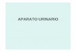 APARATO URINARIO - cpu.usmp.edu.pecpu.usmp.edu.pe/intranetcpu/ppt07/7-Lima-Zerillo-Anatomia-Urinario.pdf · protegen la uretra de la corrosiva orina. • En el hombre la uretra tiene