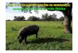 Bienestar en porcino en montanera.-Inmunocastración cerdo ... · (Subproyecto II; RTA 2010-0062-C02-02) ANEXO: Efecto de la inmunización contra la GnRH en la cerda Ibérica de montanera