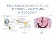 EMBRIOLOGIA DEL CUELLO UTERINO - educaperu.com.pe · cuello uterino (embriologÍa) • su desarrollo comienza a las 12 semanas de gestaciÓn. a las 3 semanas de gestaciÓn, el sistema