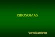 RIBOSOMAS - japt.esjapt.es/bio2bach/CITOLOGIA/ribosomas.pdf · CADENAS DE RIBOSOMAS SINTETIZANDO PROTEÍNAS Y UNIDOS POR UN ARN-m: POLISOMAS RIBOSOMAS Presentación organizada por