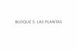 BLOQUE 5. LAS PLANTAS - iesalfonsox.es · •El transporte se explica mediante la hipótesis de flujo de presión (Munch). •La savia elaborada entra en el floema por transporte