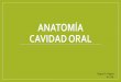 ANATOMÍA CAVIDAD ORAL - sborl.es · CAVIDAD ORAL ⁃ Vestíbulo Oral ⁃ Cavidad Oral • Separadas por procesos dentoalveolares • Unidas por espacios interdentarios y retromolar