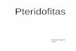Pteridofitasecaths1.s3.amazonaws.com/catbioveg/1396054384.12 Pteridofitas 2012.pdf · Eucariontes Biología Vegetal 2007 . Clorofitas Briofitas Pteridofitas Gimnospermas Angiospermas