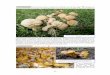 -Callocybe gambosa (=Tricholoma giorgii COMESTIBLES.pdf · 69-Chroogomphus rutilus (=Gonphidius viscidus) “pata de perdiz” es un comestible mediocre. Sombrero globoso con mamelón