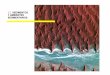 3.2. SEDIMENTOS Y AMBIENTES SEDIMENTARIOS 3.2... · Estructuras Estratificación Estratos Laminación Planos de estratificación Geoformas de Transporte Ambientes de sedimentación