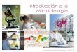 Introducción a la Microbiología - depa.fquim.unam.mxdepa.fquim.unam.mx/amyd/archivero/1.IntodMicrobiologia_21139.pdf · Descubrimientos 1798. Edward Jenner. Vacunación contra la