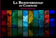 La Biodiversidad en Campeche estudio de estado · El Gobierno del Estado de Campeche, la Comisión Nacional para el Conocimiento y Uso de la Biodiversidad, la Universidad Autónoma