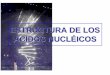 ESTRUCTURA DE LOS ÁCIDOS NUCLÉICOS - Medicina Univalle …medicinaunivalle14.weebly.com/uploads/2/6/7/2/26724831/acidos_nucleicos.pdf · estructura de los Ácidos nuclÉicos nucleÓsidos