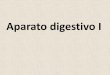 Aparato digestivo I - histologiaunaj-es.webnode.es fileAparato digestivo: ... pilórico y contiene las glándulas fúndicas o gástricas. Células mucosas superficiales tapizan la