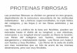 PROTEINAS FIBROSAS - iib.unsam.edu.ar · PROTEINAS FIBROSAS Las proteínas fibrosas se dividen en general en tres grupos, dependiendo de la estructura secundaria de las moléculas