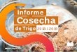 Info de Cosecha de Trigo 2019 GCL - granotec.com · humedad, proteína, gluten húmedo, seco e index, sedimentación, cenizas, falling number, alveograma, mixograma, paniﬁcación