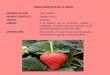 CARACTERÍSTICAS DE LA FRESAusmp.edu.pe/recursoshumanos/concurso2013/pdf/team_fresa.pdf · Helado casero de fresas naturales con yogurt Limpiamos las fresas, las troceamos y congelamos