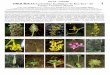 Boyacá – Colombia ORQUÍDEAS del Sendero Ecológico “Ie Kye ... · 2 16 Masdevallia coccinea 17 Maxillariella cassapensis 18 Maxillariella graminifolia Pleurothallis lindenii