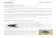 Mayo 2018 -Insectosww2.cag.es/cages/infobovi/Article M. Morales -BOV-25-.pdf · numeroso dentro del reino animal; actualmente existen cerca de un millón y medio de especies. A la