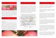 La manzana La producción en Uruguay Nutrición y saludmontevideo.gub.uy/sites/default/files/folleto_manzana.pdf · La manzana La manzana es el fruto del manzano (Pyrus malus), el