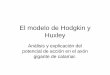 El modelo de Hodgkin y Huxley - Sitio Oficialiie.fing.edu.uy/~mdavid/adjuntos/neurociencias 1/Clase_HH... · 2009-05-11 · Familia de corrientes en fijación de voltaje. Separación